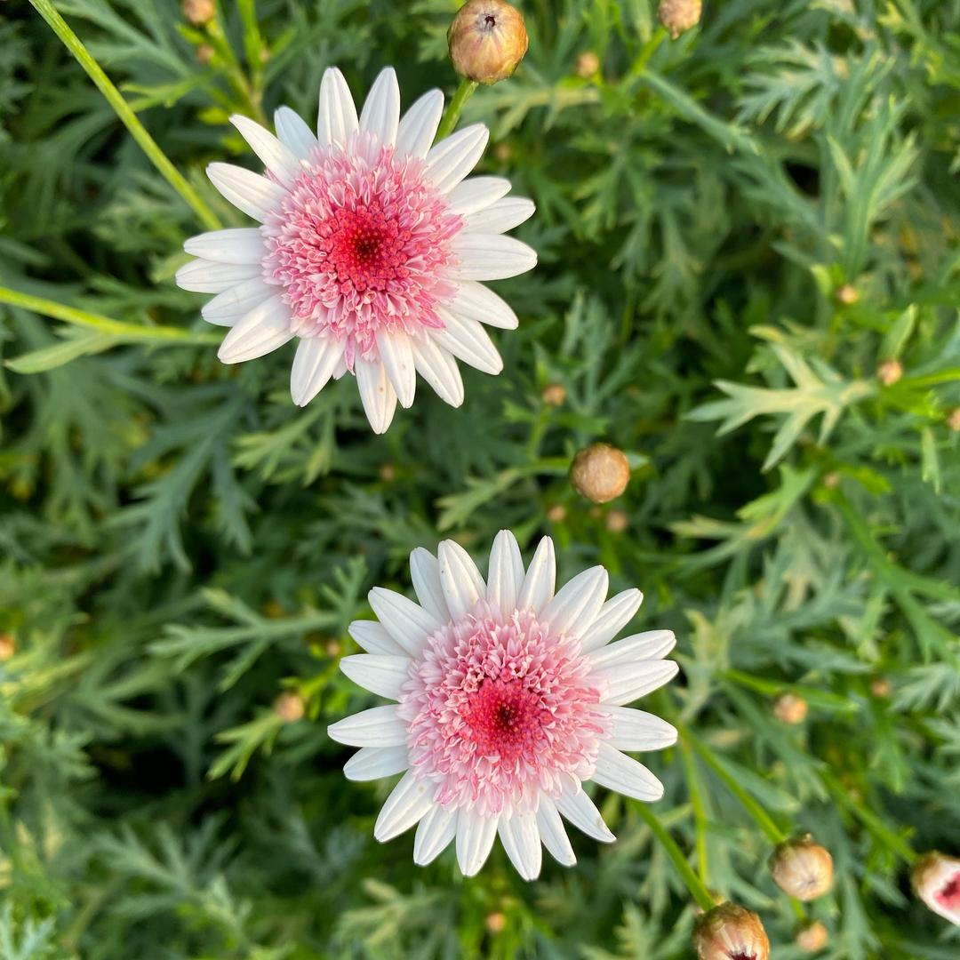 走心小花匠