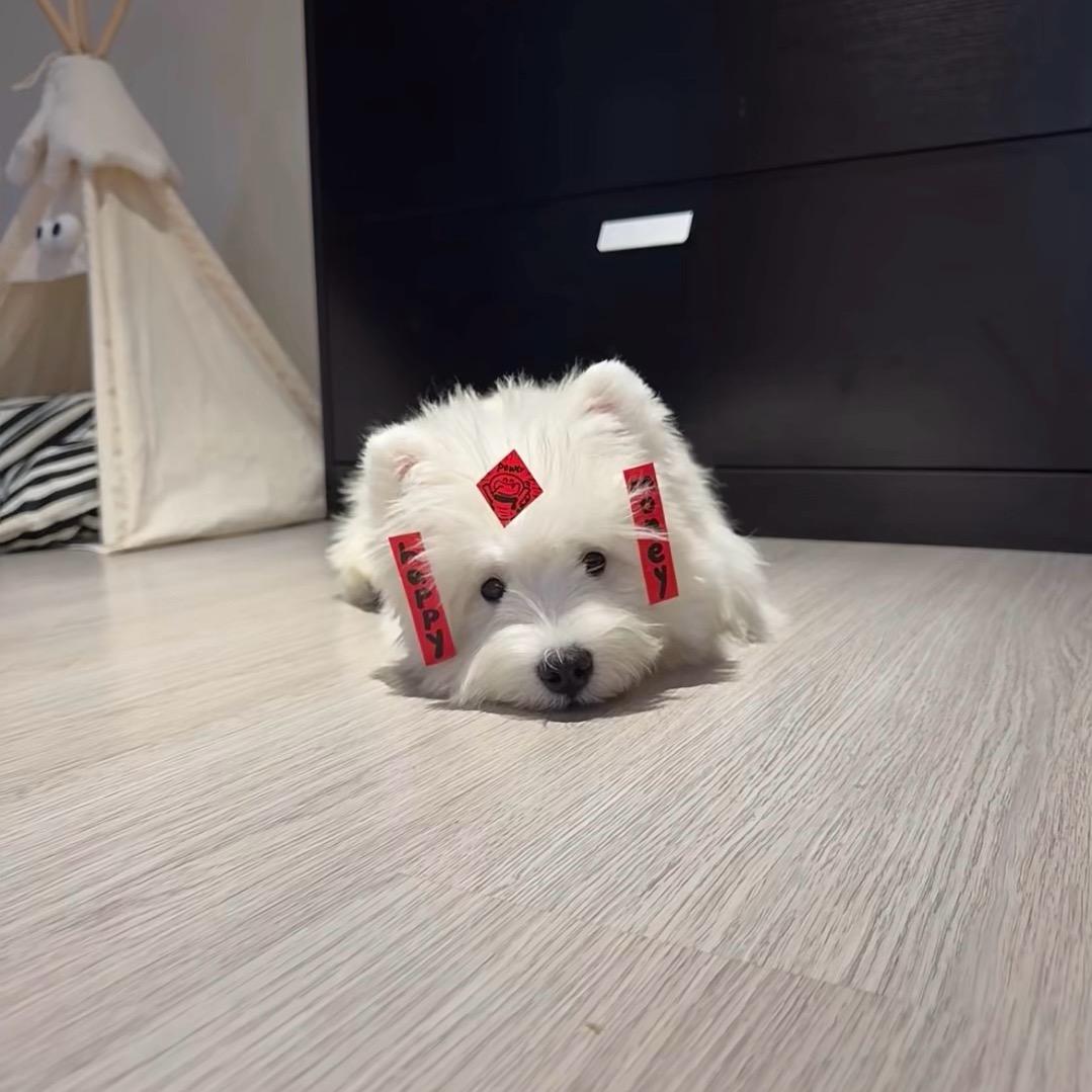 冷冰冰.