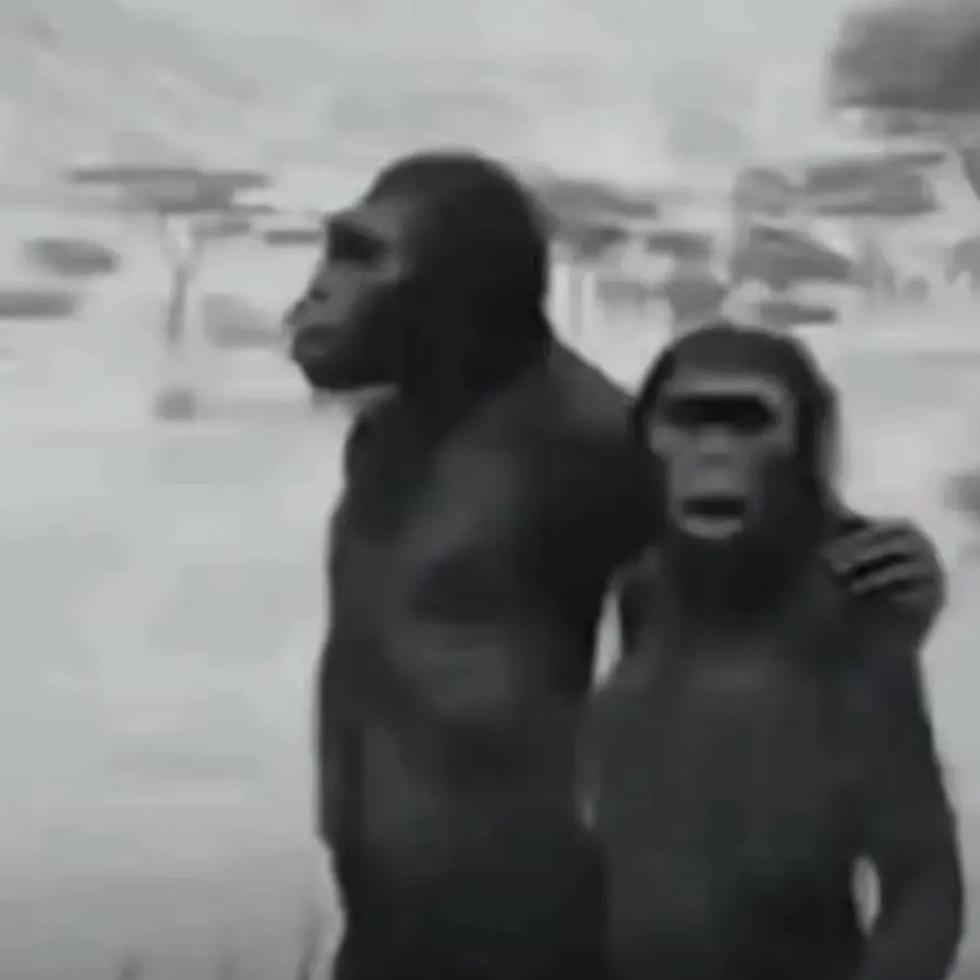 户子的安卓手机