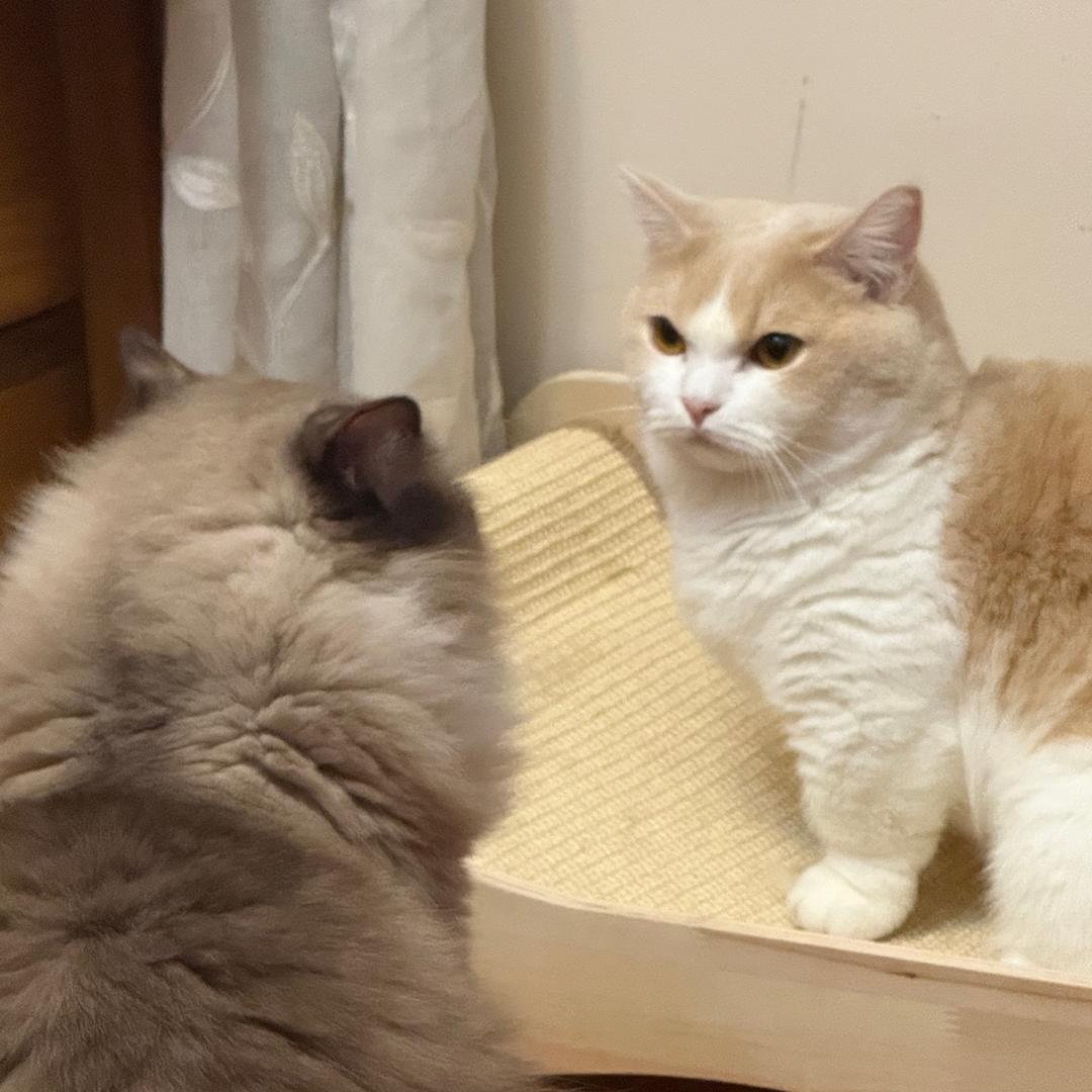 梅茜不是梅西！