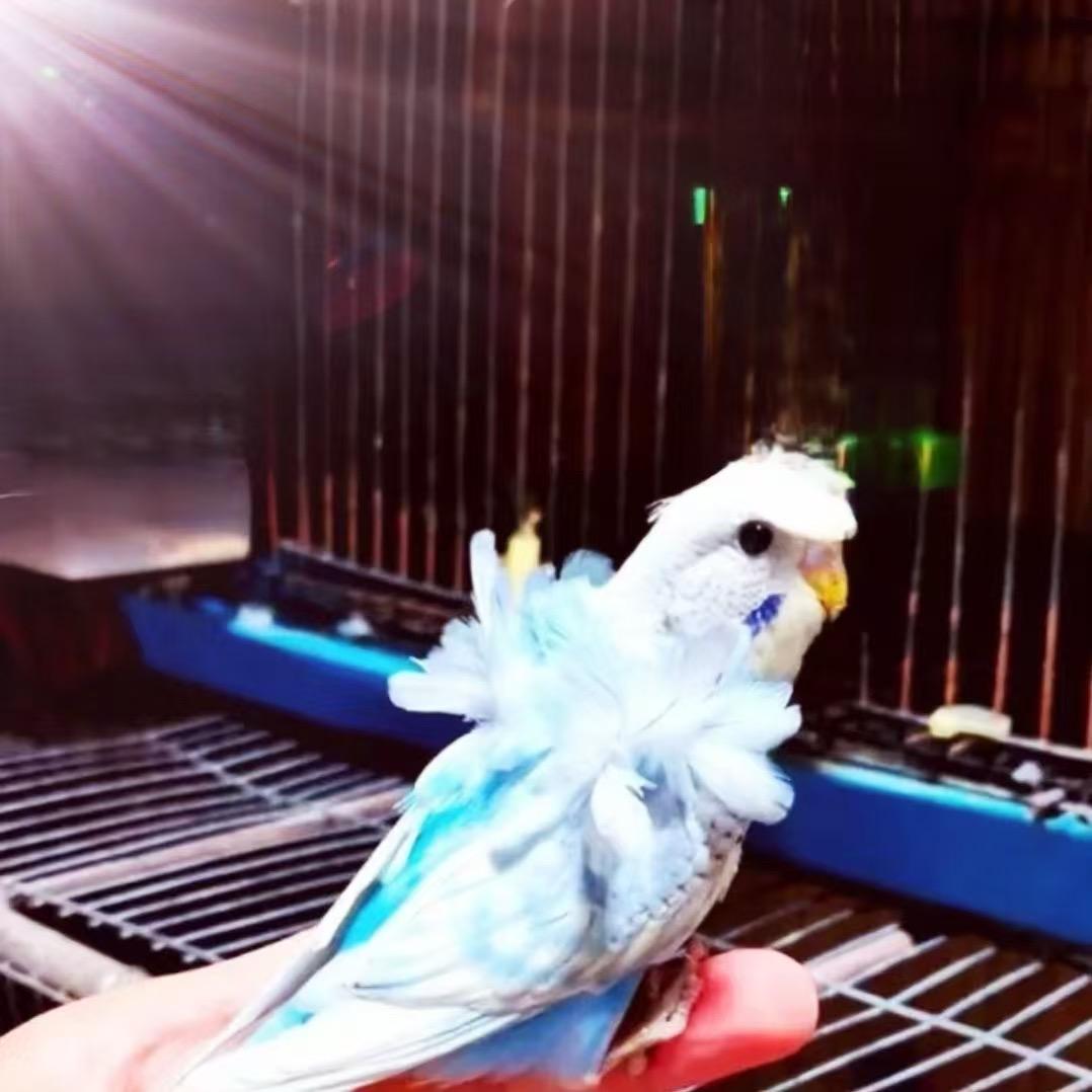 萌宠雨衣鹦鹉养殖场