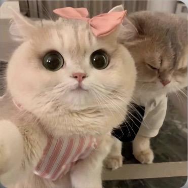 快乐的油炸狗屎