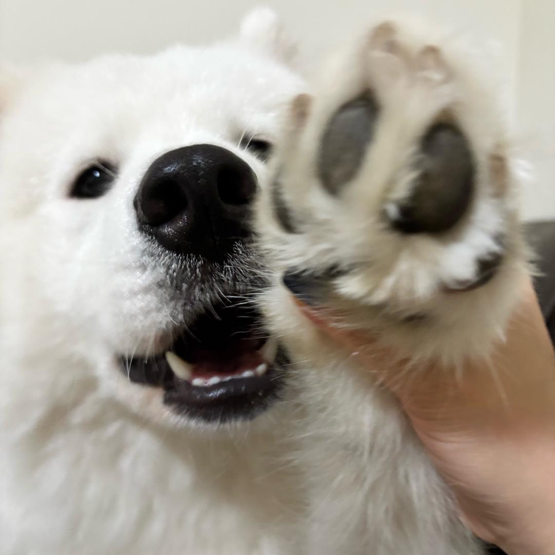 团子耶耶耶