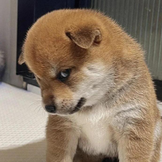 嘿嘿