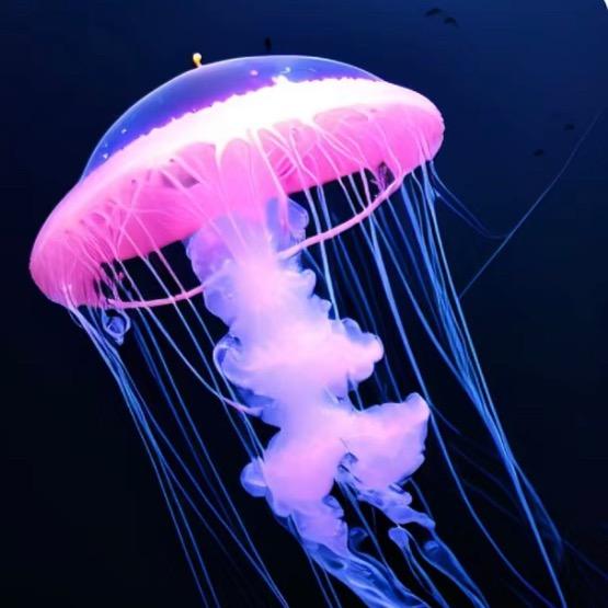 小水母