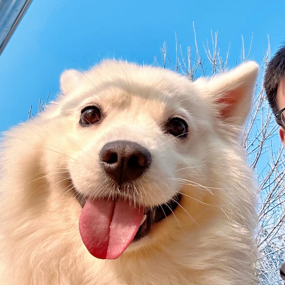 草莓是只萨摩耶