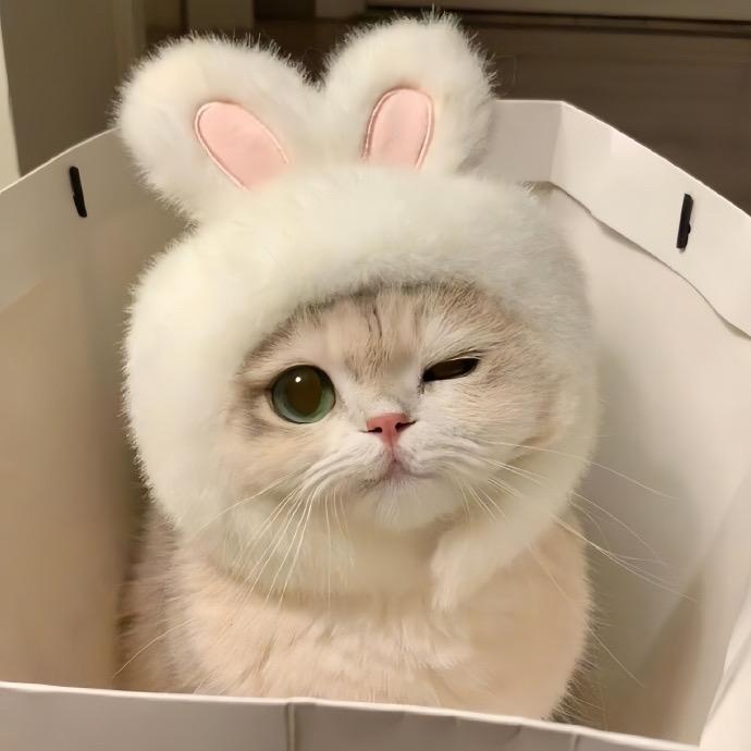 哇塞可乐小猫咪