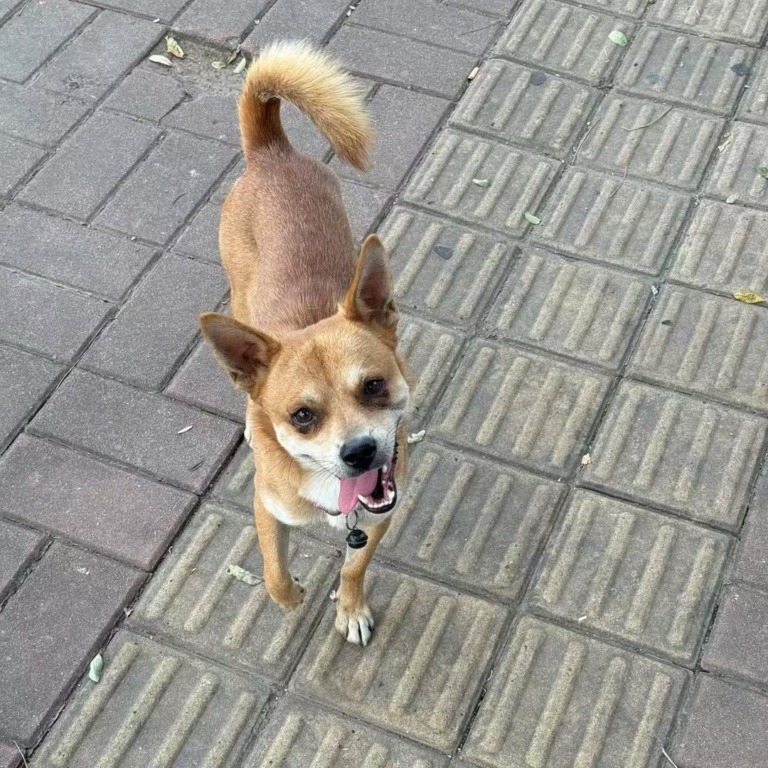 我有小狗啦