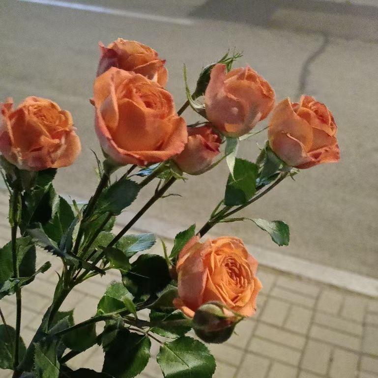 小琳子