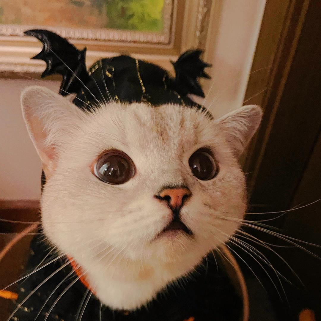臭臭臭糕妹儿