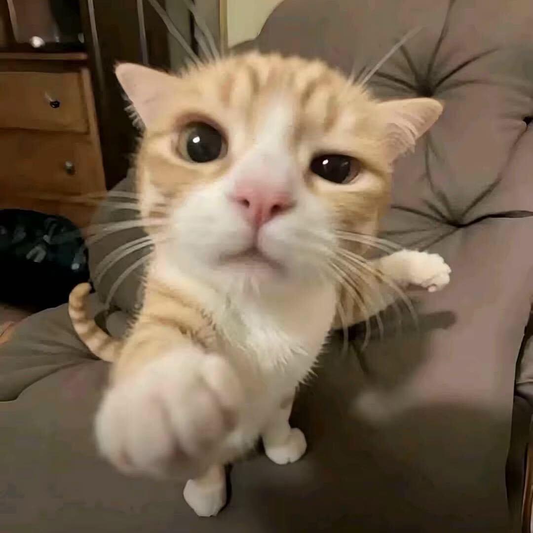 我是一只萌萌的小猫