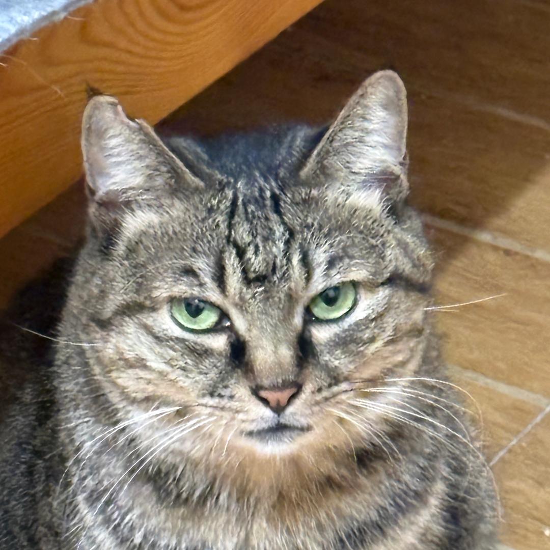 娇娇小宝和桃咪