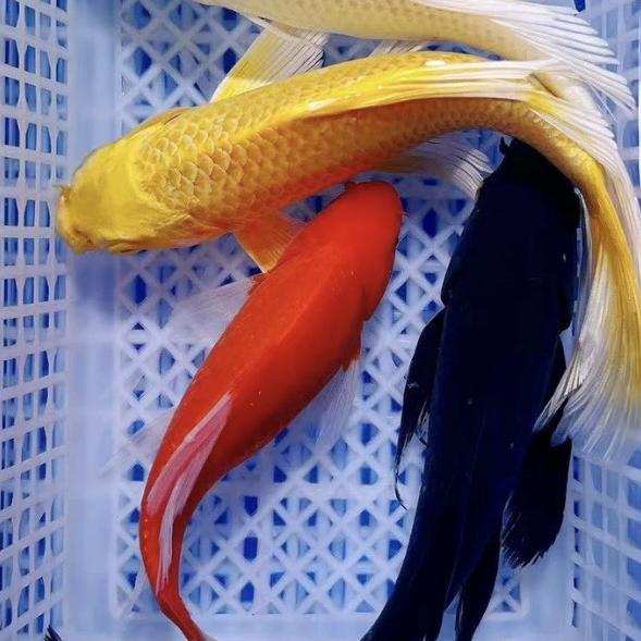 甄选蝴蝶鲤渔场