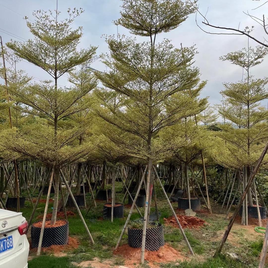普宁市小灿园林可开发票