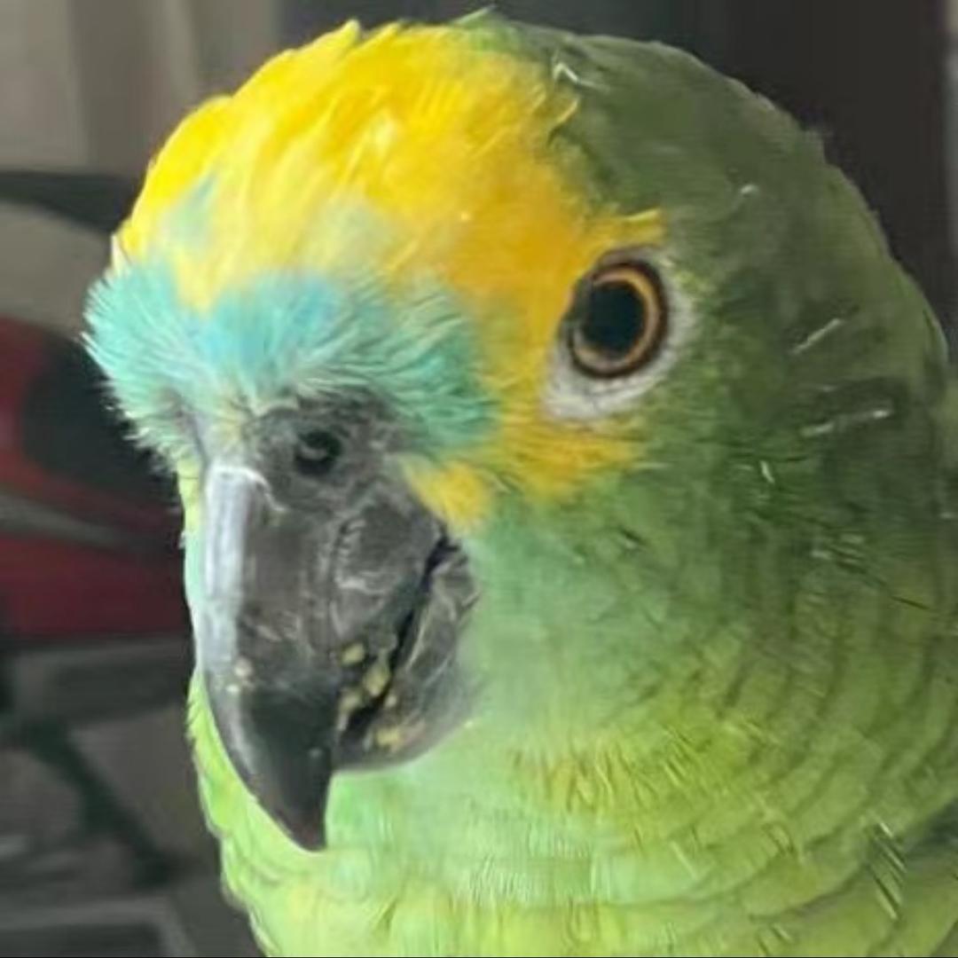 小点点