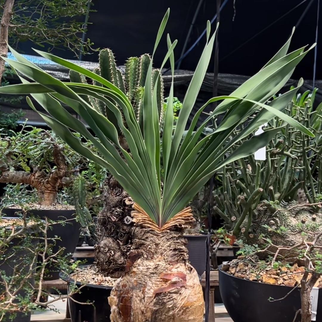 笑哈哈块根植物