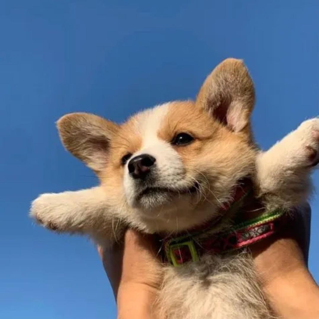 剩下的盛夏的星星