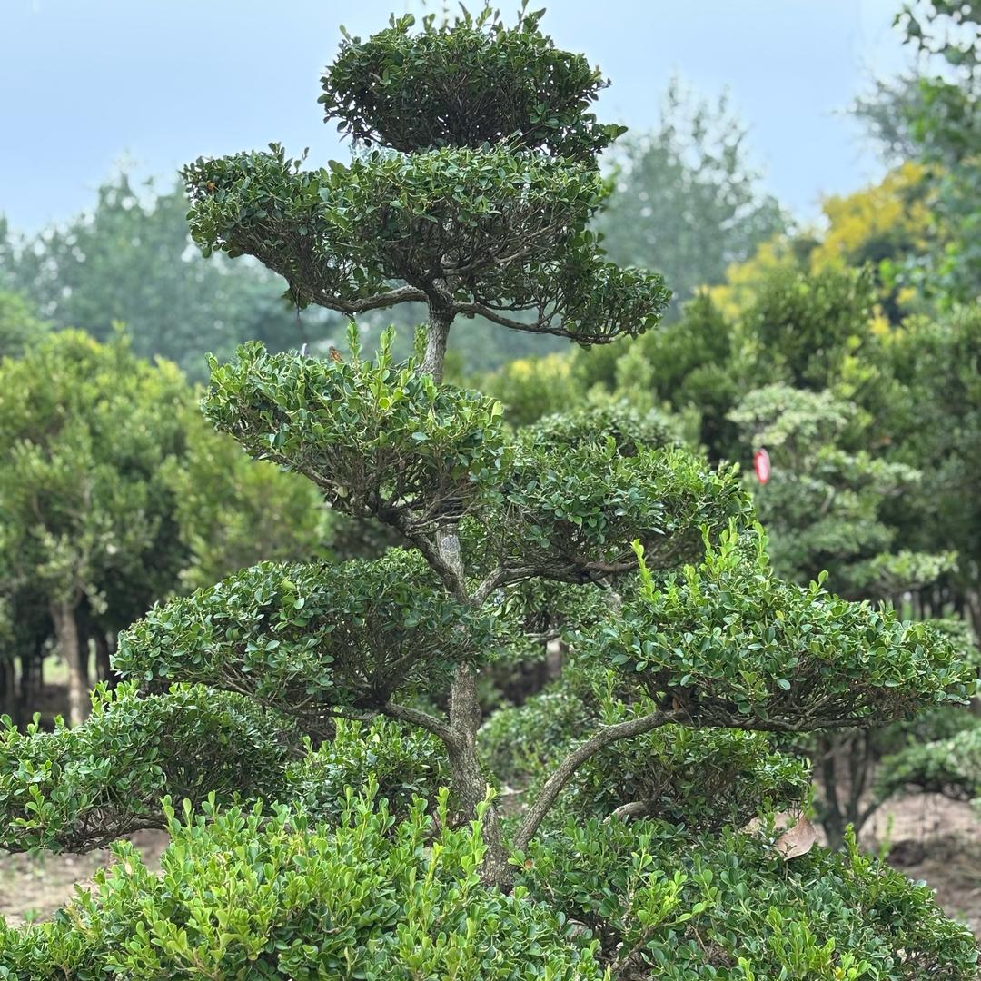 田源苗圃