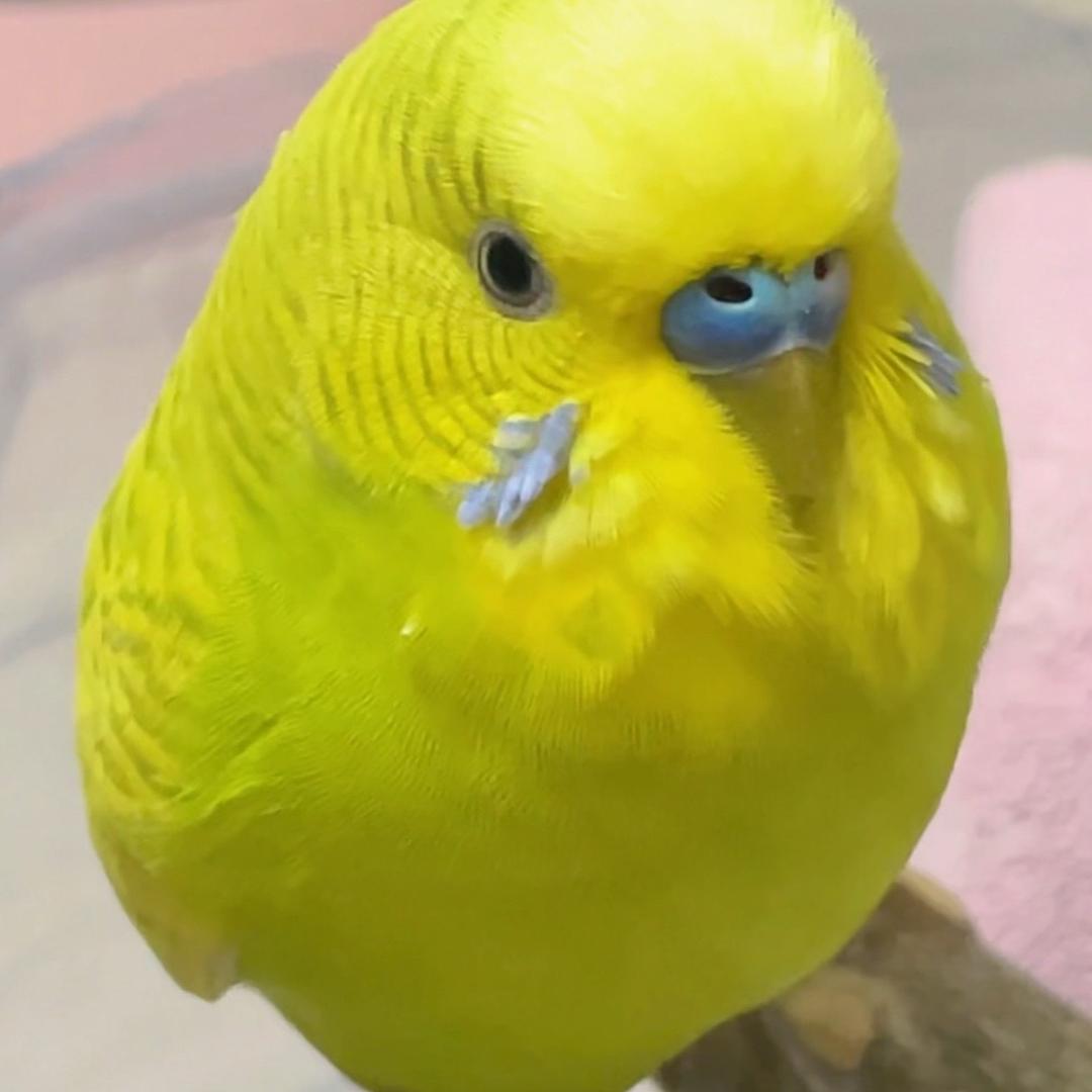 阳光宝贝