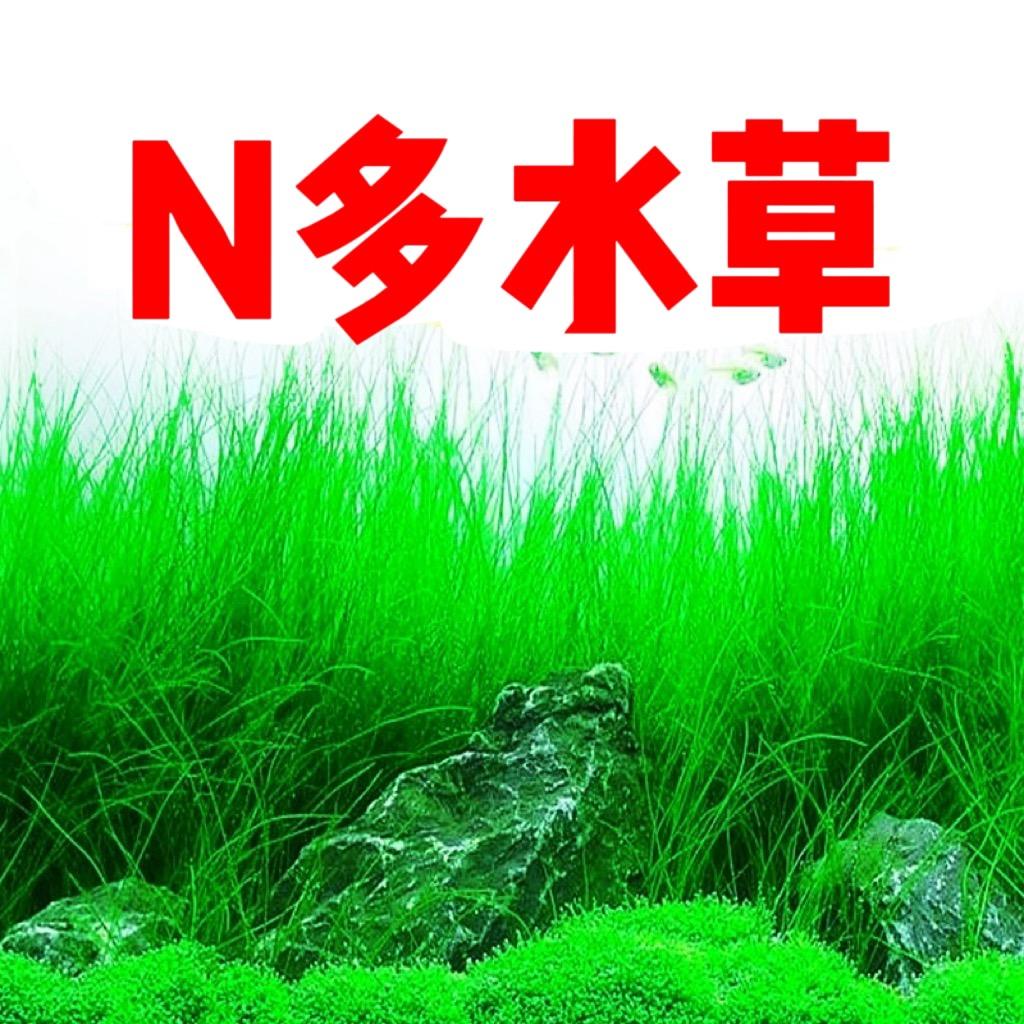 N多水草