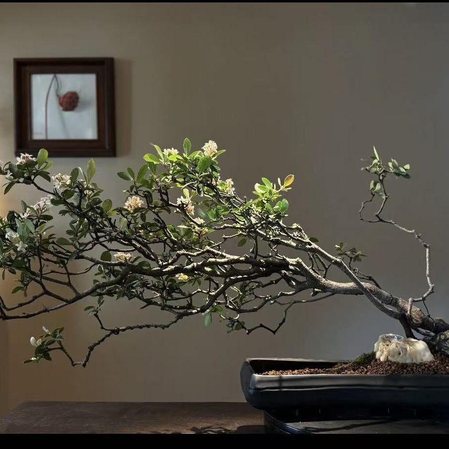 春里花植社