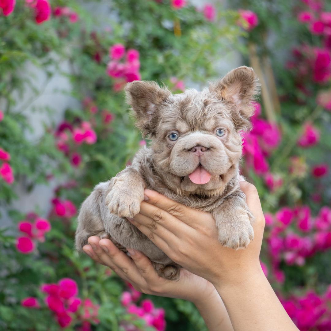 正禄犬业｜直播号