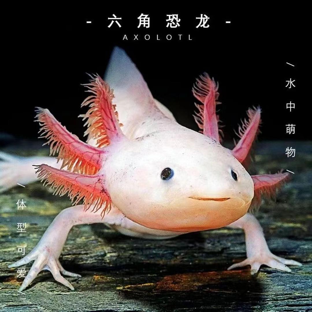 好多鱼水族小店