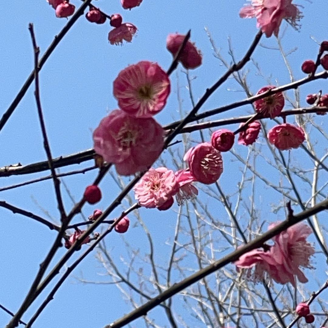思思