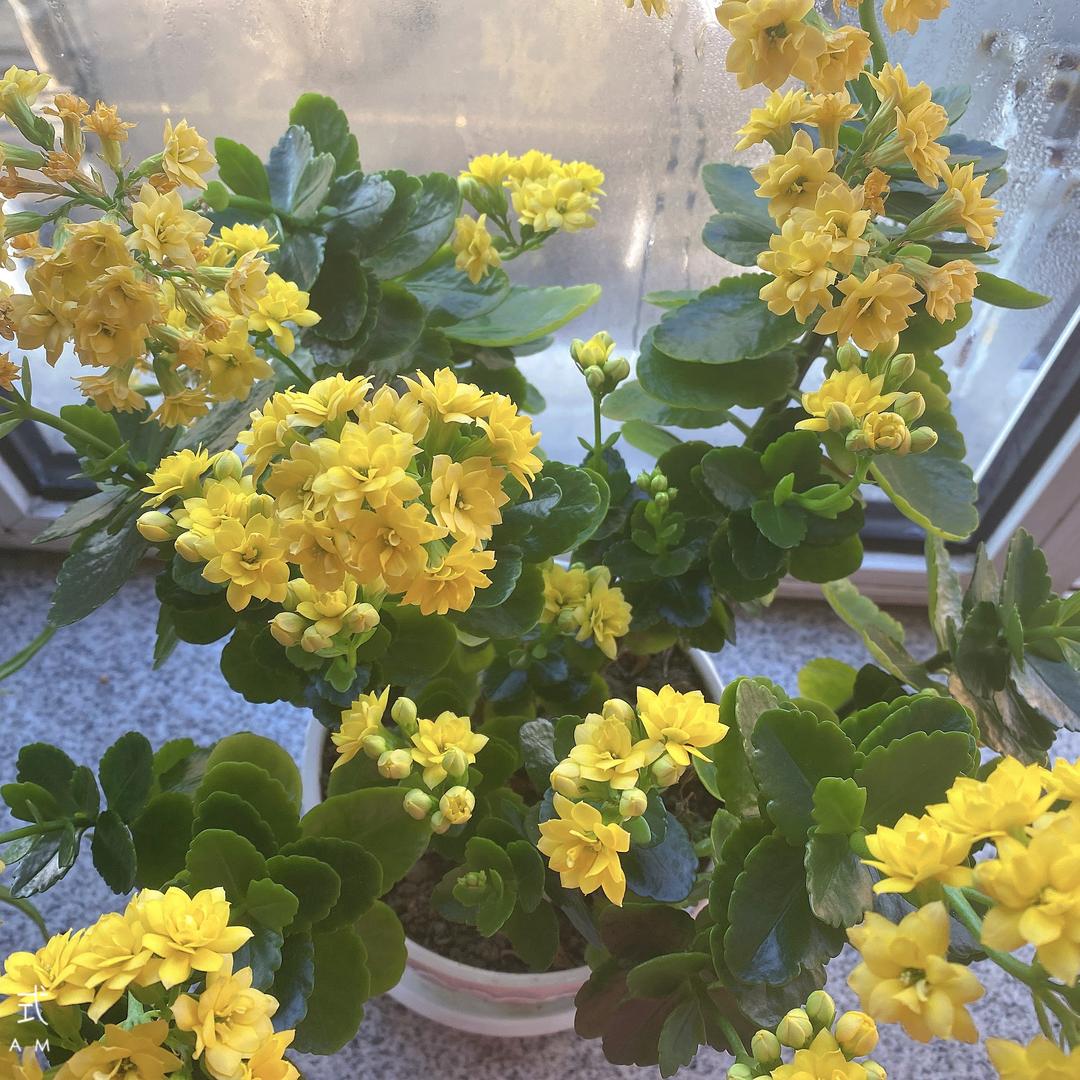 东方玉兔
