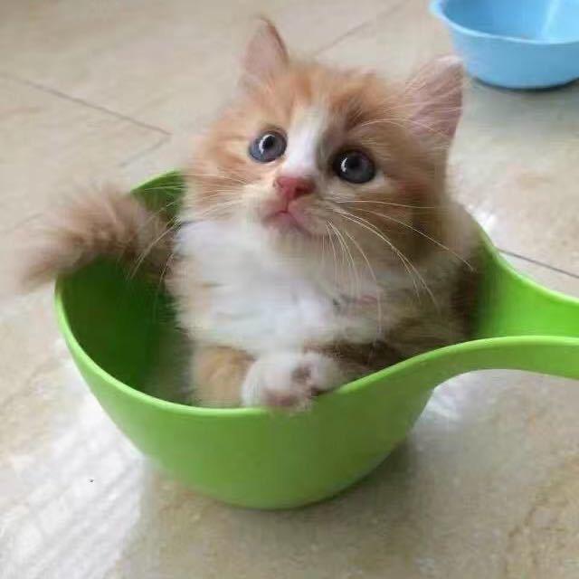 洛禾