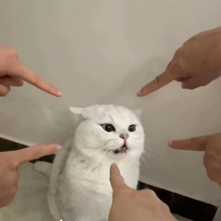✨张公子