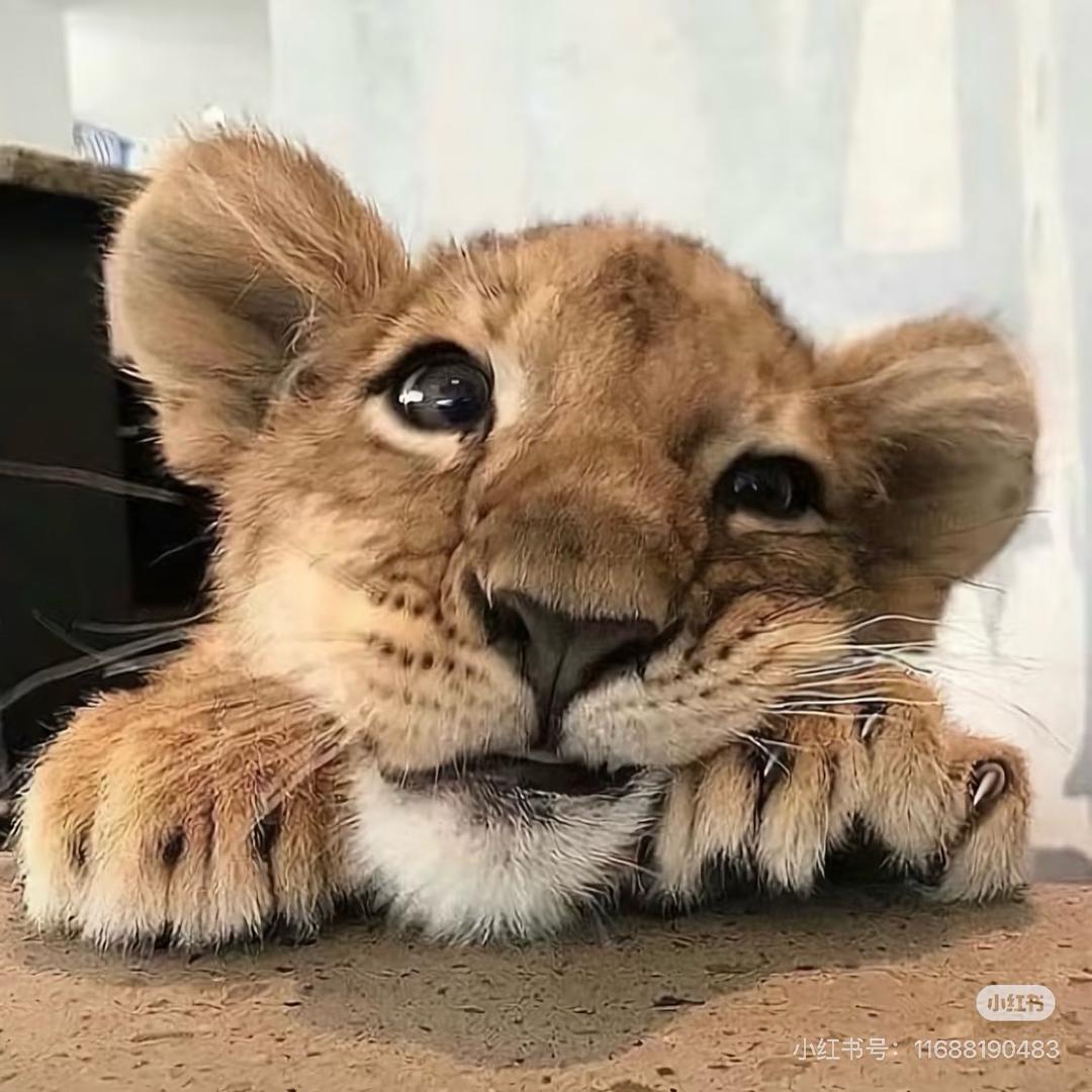 临尘与木