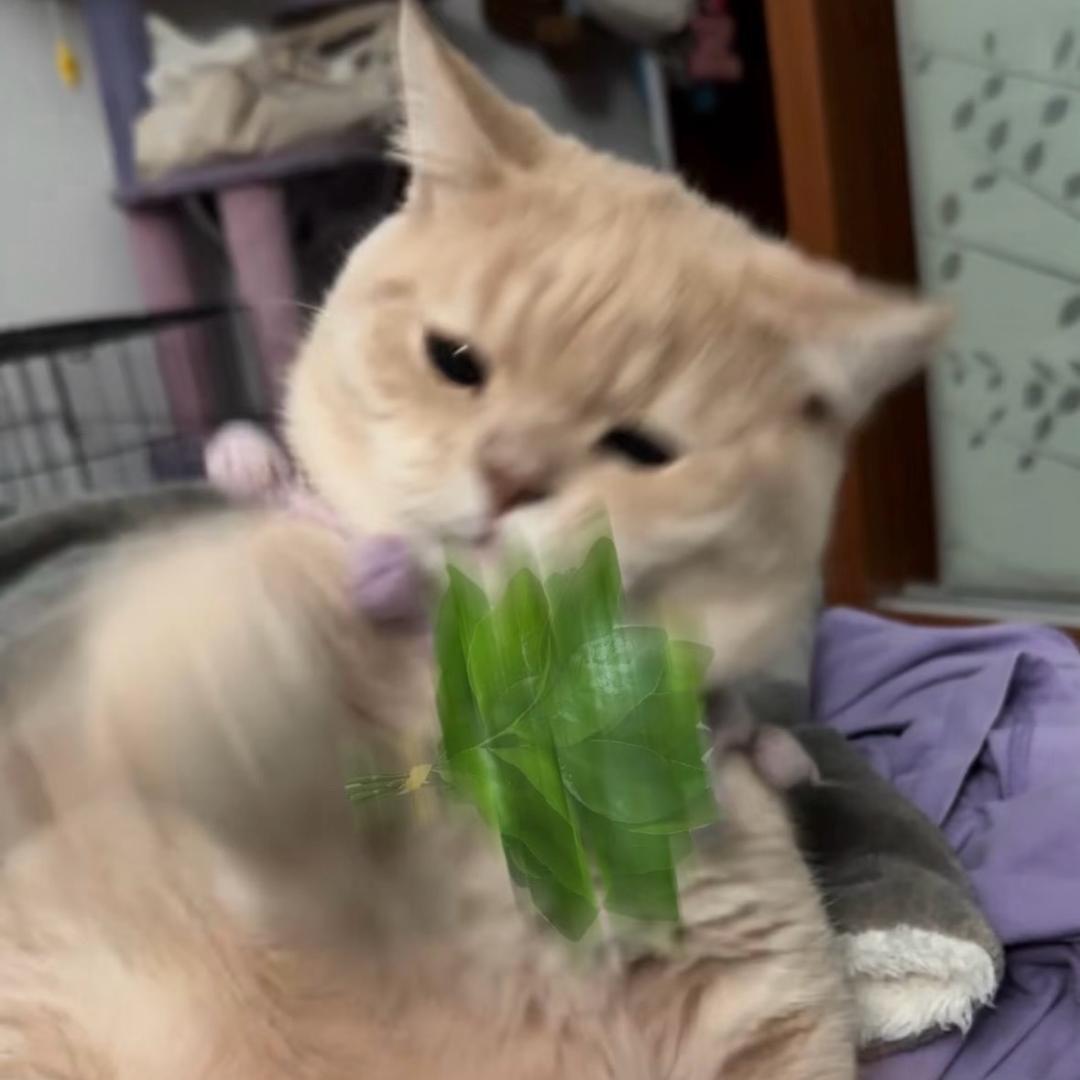 XylJ（早日脱离苦海版