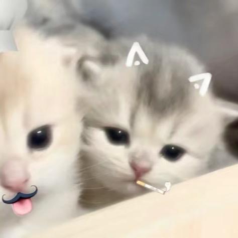 小熊饼干🍪ˆㅅˆ🍪