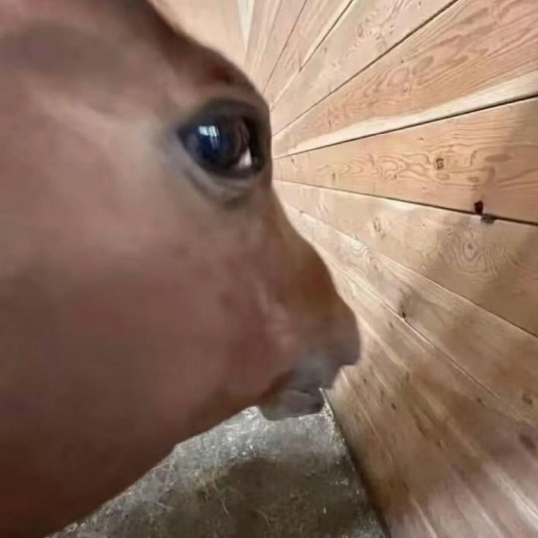 宝马小莉