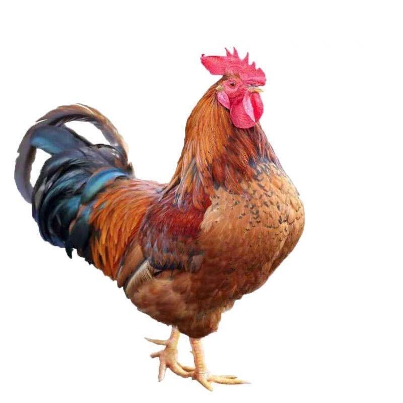 西尓