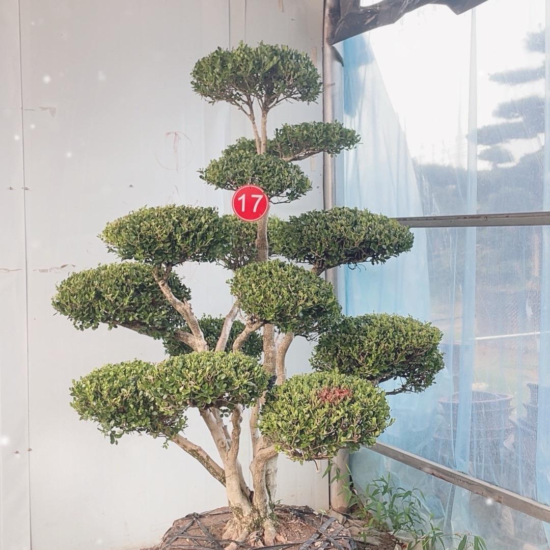 地景花园