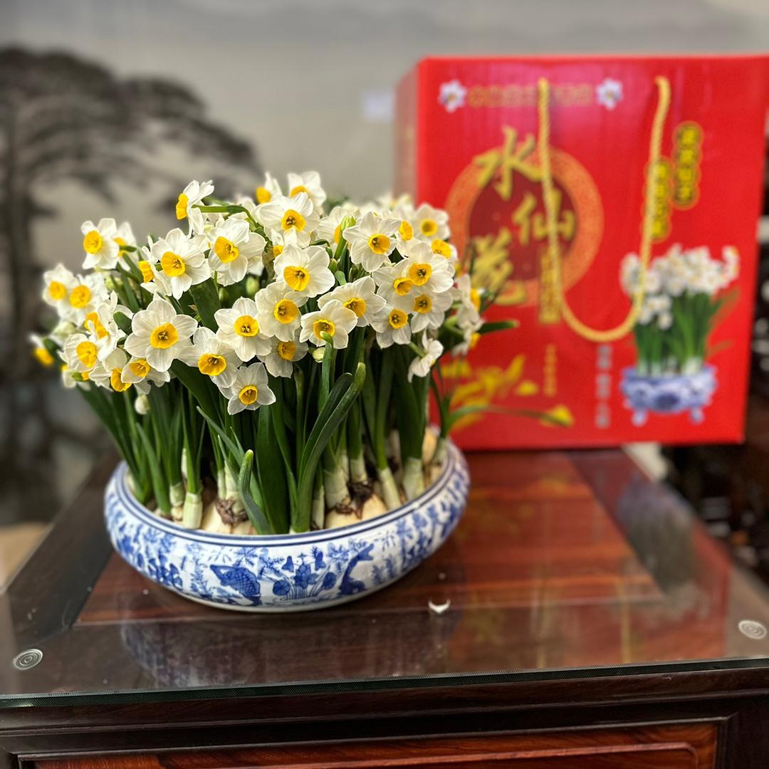 圆山水仙