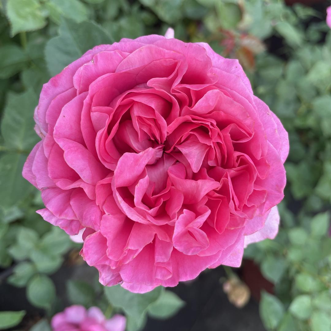 锦熙花有约