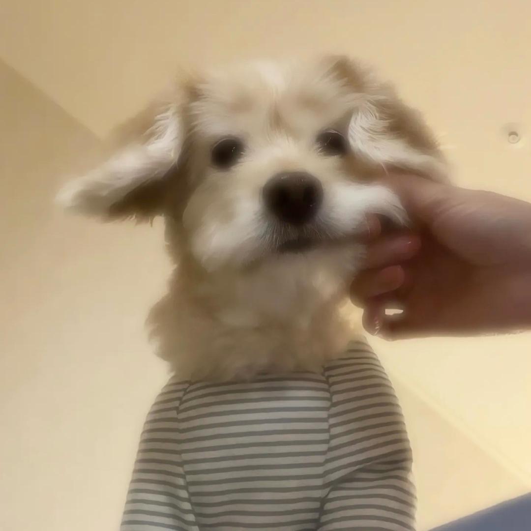 芒果奶绿🥭🥭