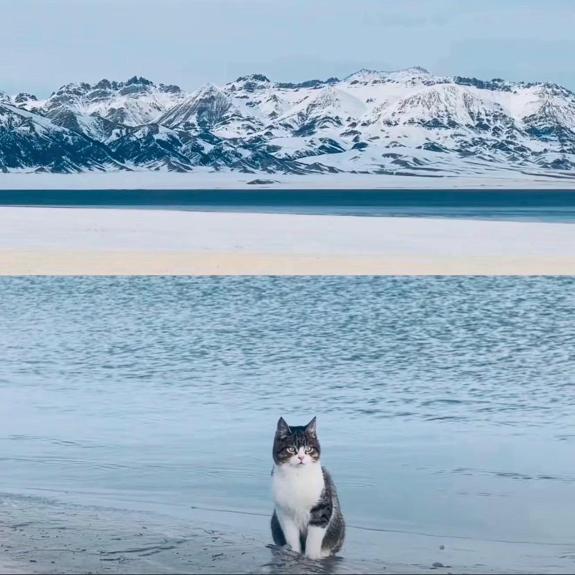 阁楼里的猫头像