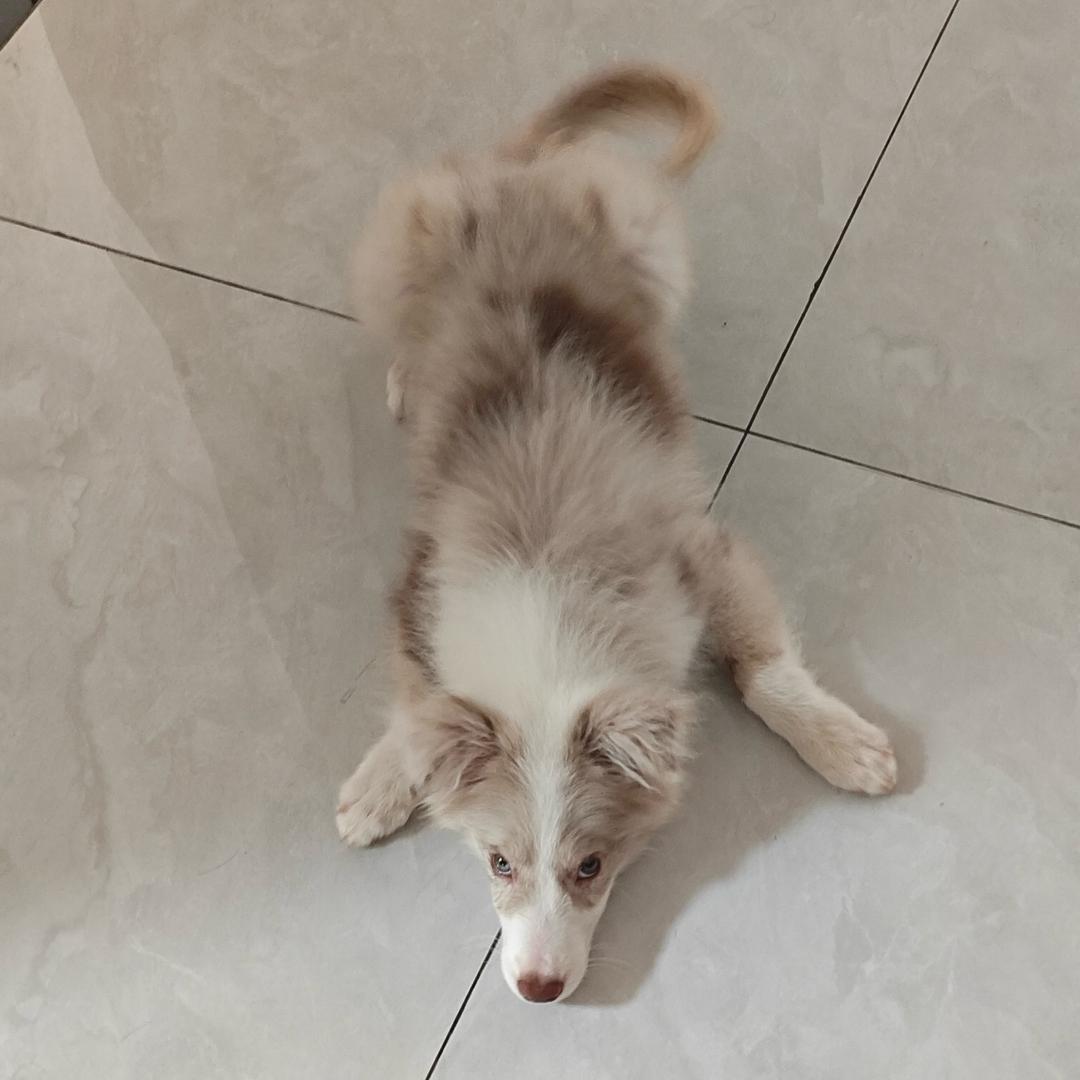 凡夫俗子