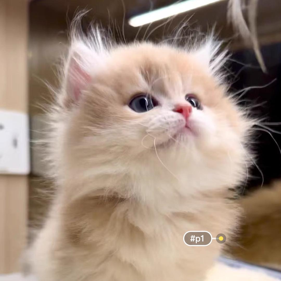 我的小动物是猫