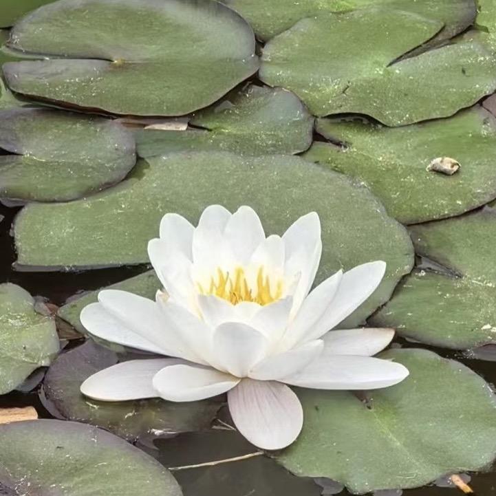 妙真老师