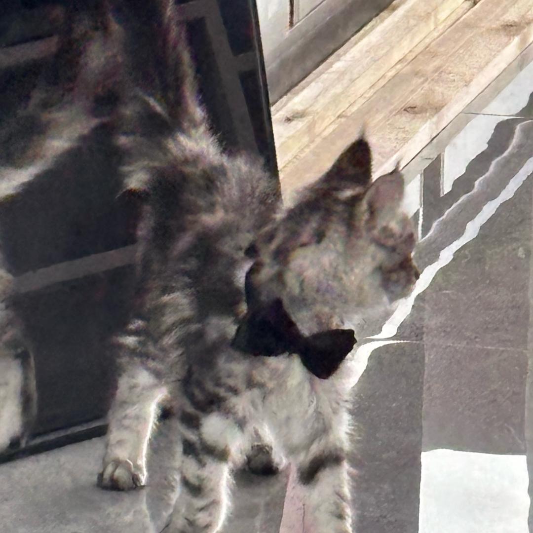 林黛玉倒拔垂杨柳