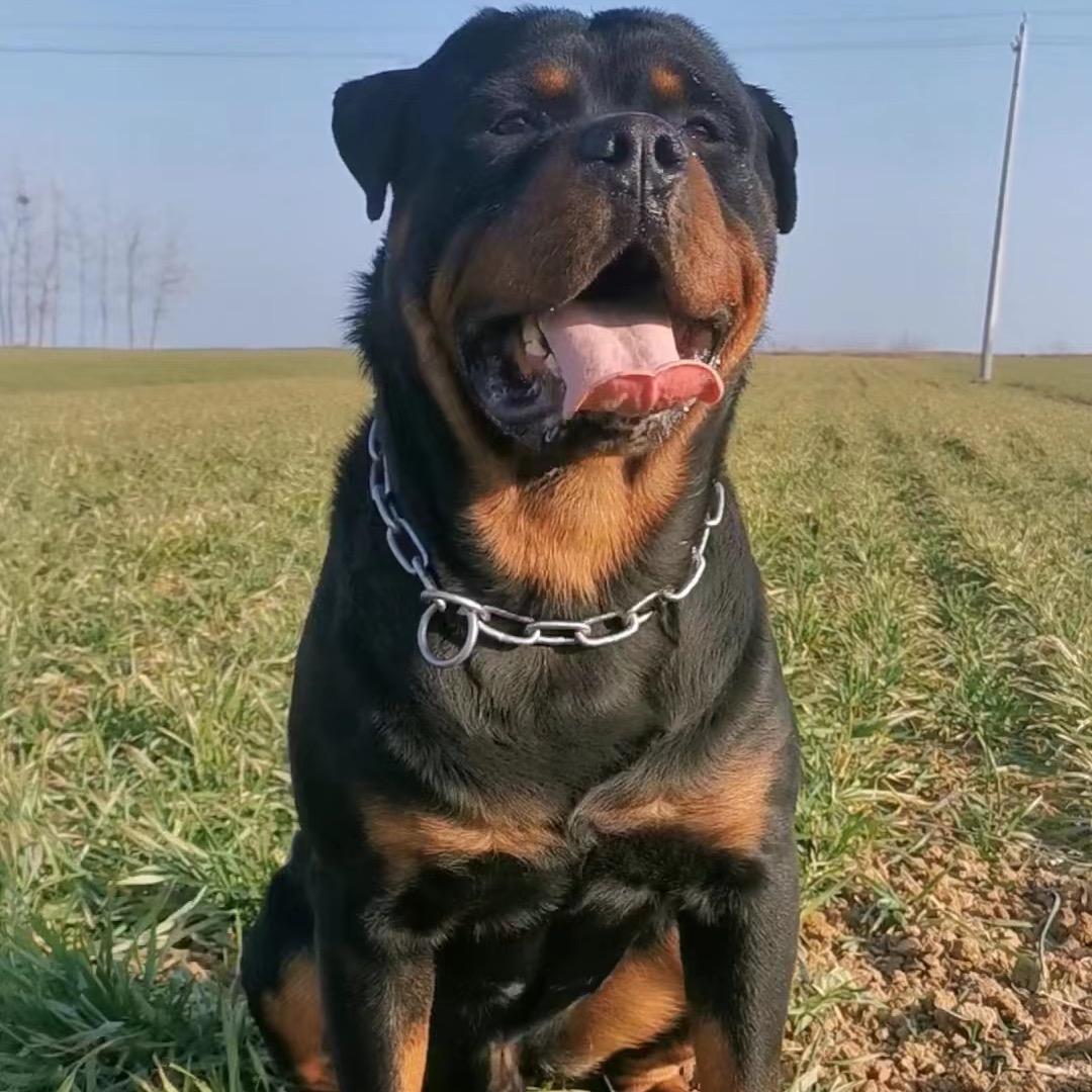 博友 工作犬直播号