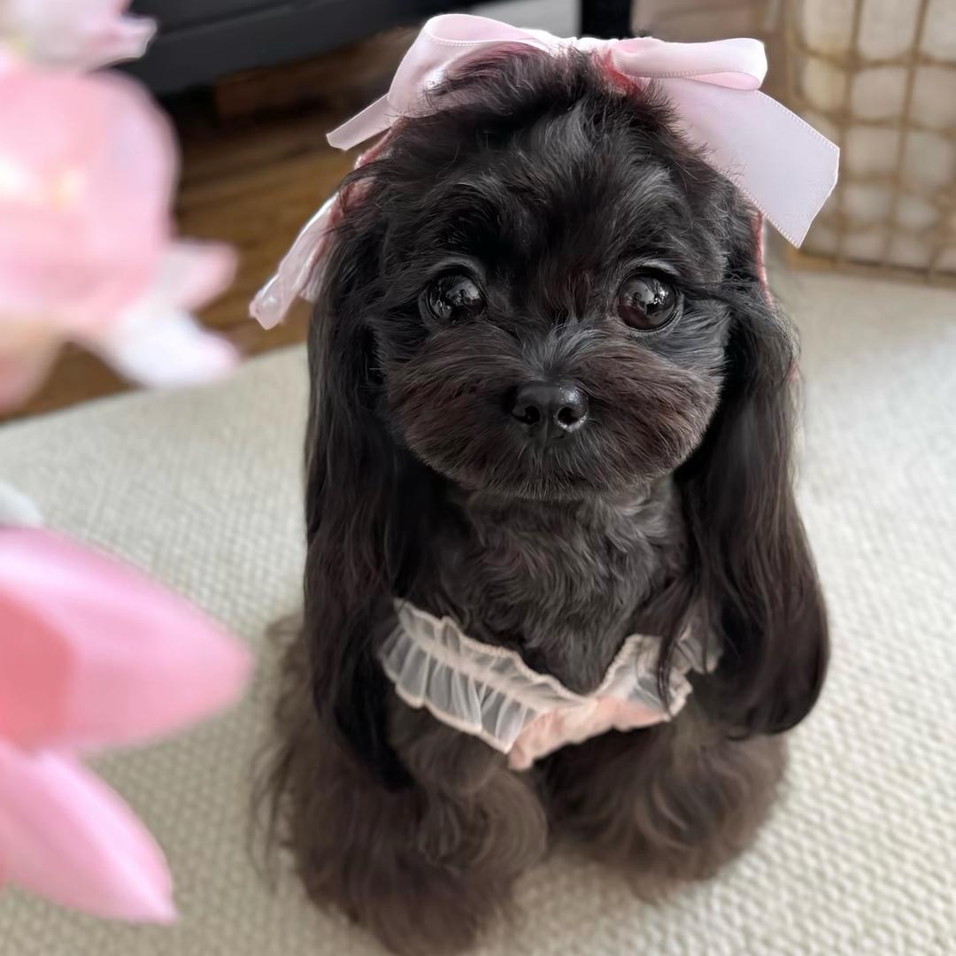 冰下魚