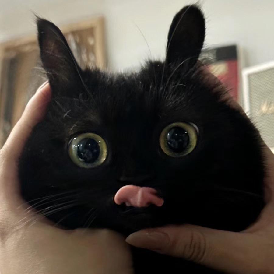 撸猫日记
