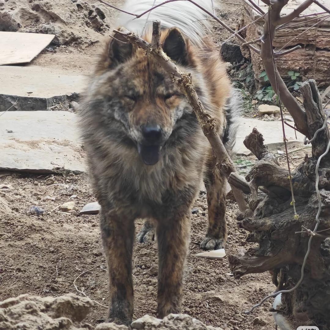 南京山中犬舍