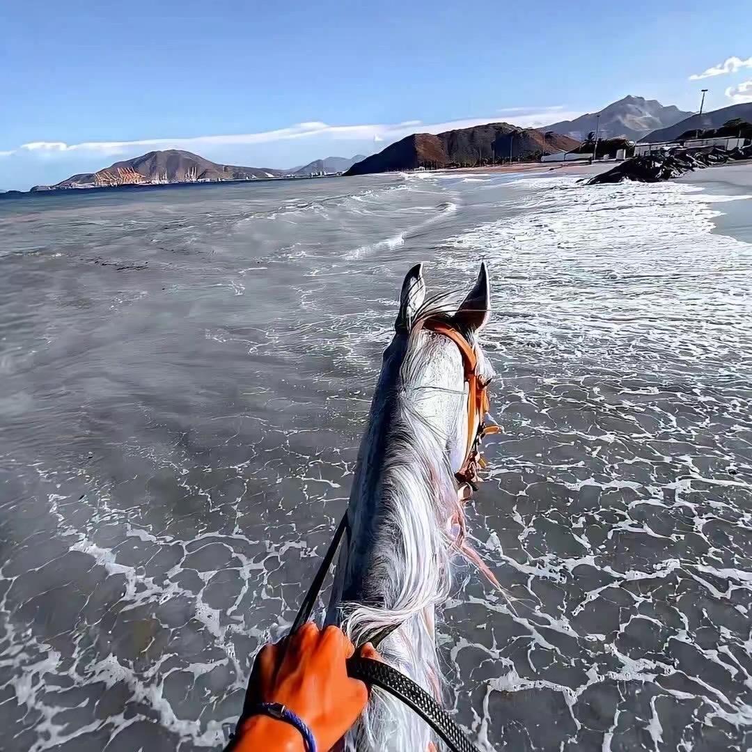 洋洋（三角洲行动）